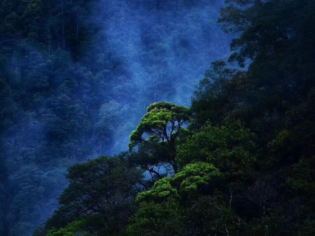 创作猫