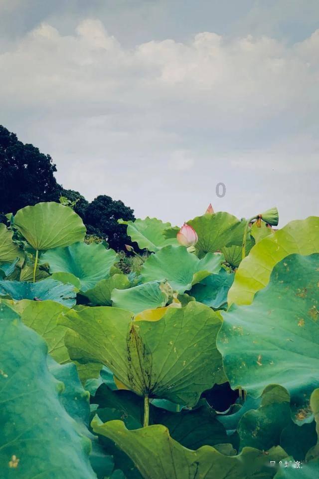 沪江开心词场